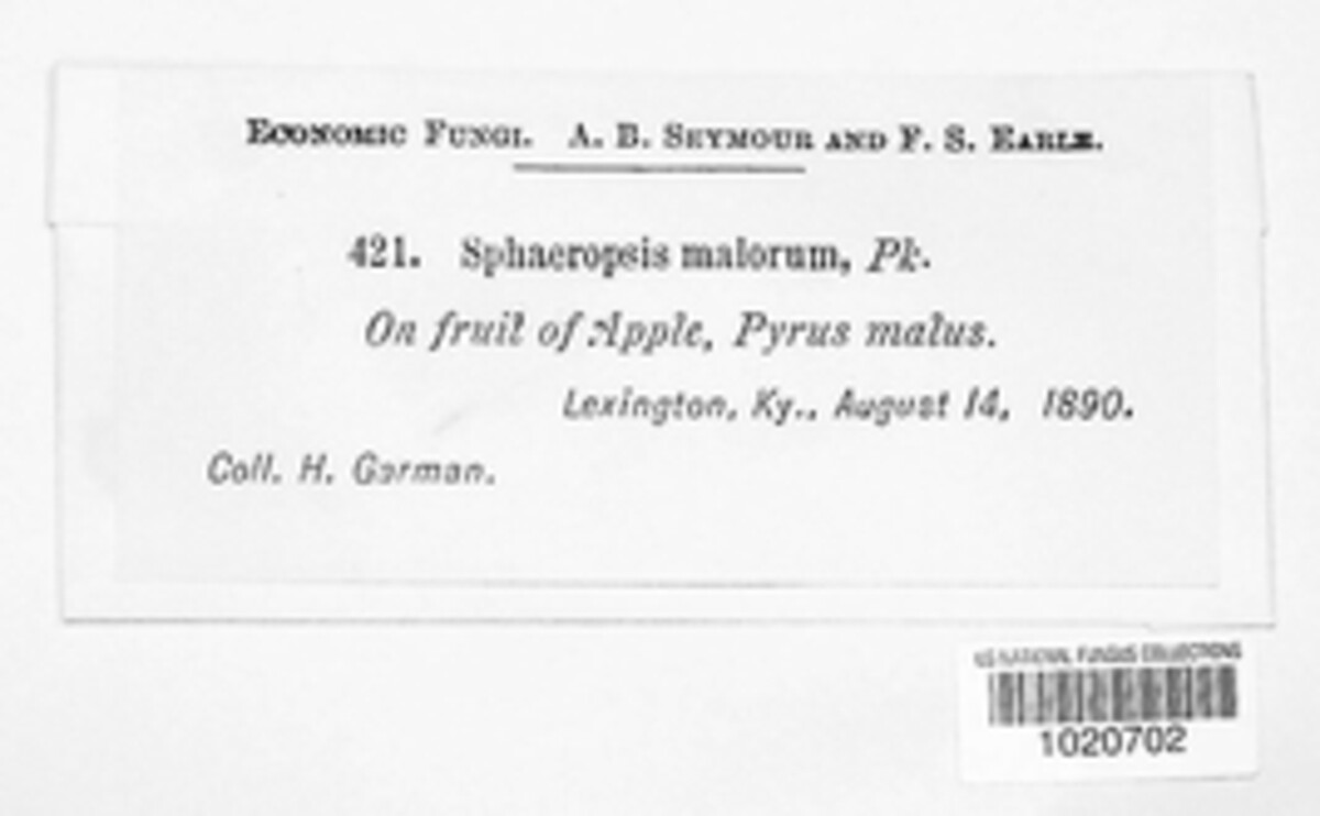 Botryosphaeria stevensii image